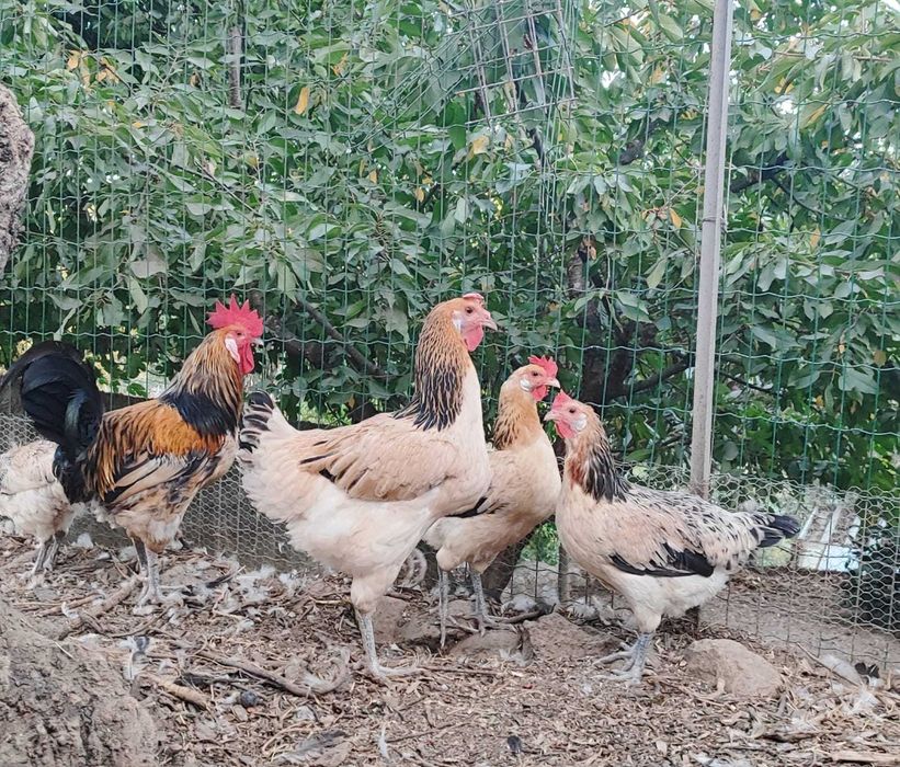 5 galinhas e 1 galo Andaluza Surenha Morucha