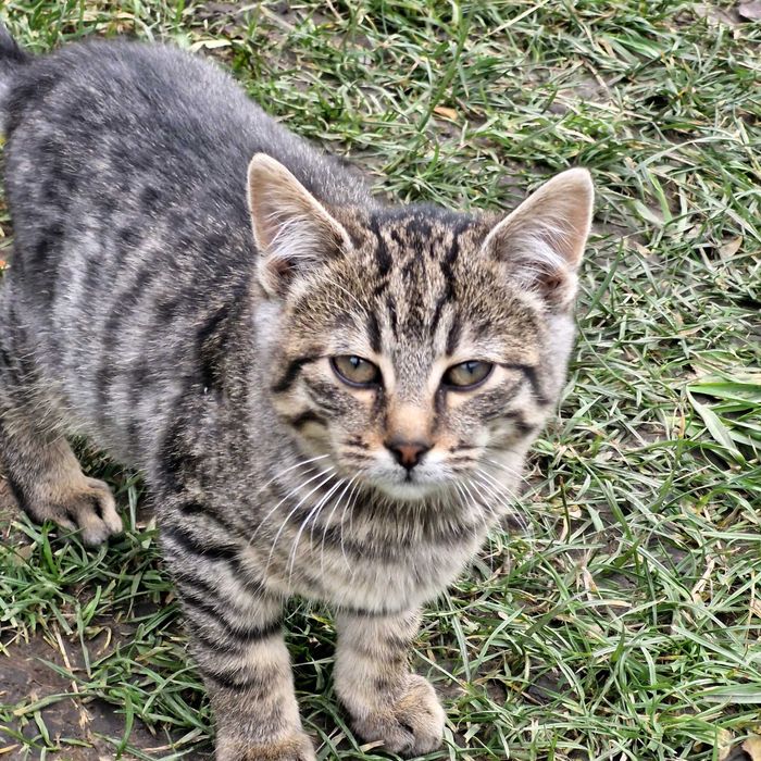 Три гарнющі котики.Дуже лагідні,та гарні