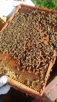 Pszczoły odbiorę