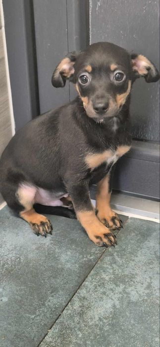 Szczenięta do odppowiedzialnej adopcji