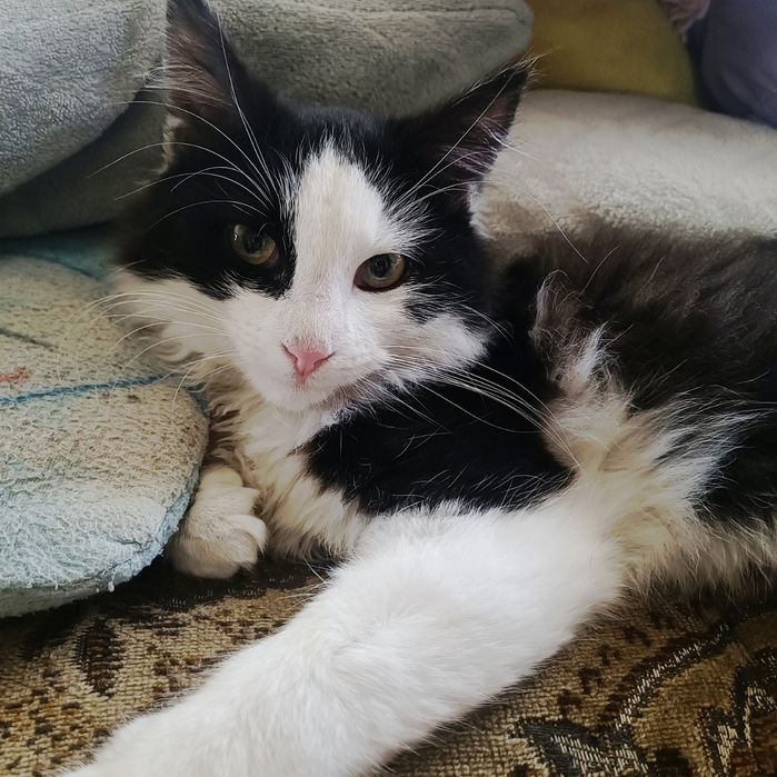 Długowłosy Zorro do pilnej adopcji