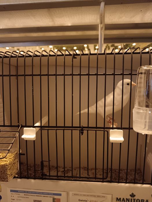 Canários brancos reprodutores