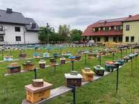 Matki pszczele Czerwiące - Buckfast - GPSowa