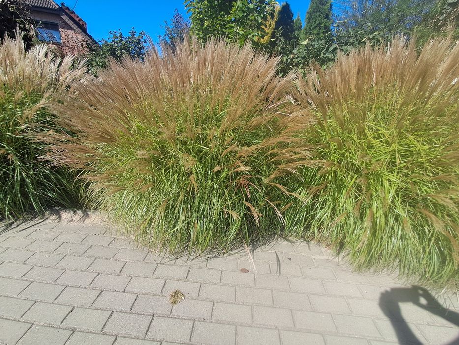 Trawa ozdobna miskant chiński