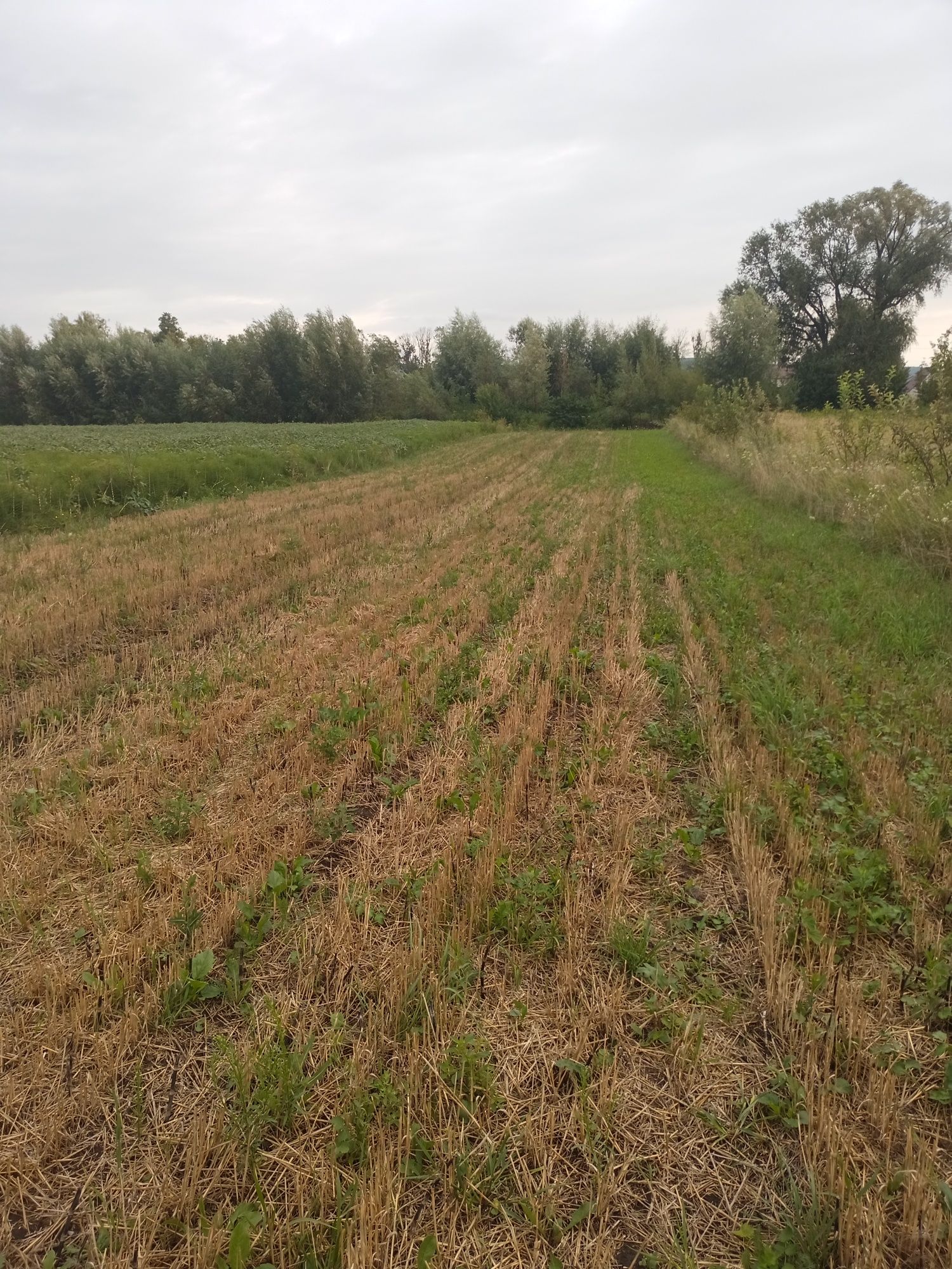 Продаєть земельна ділянка,в с.Шипинці!