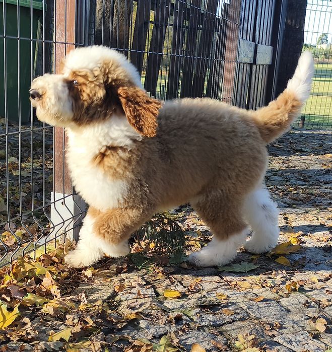 Piesek Pudel Standard Giant -królewski do odbioru