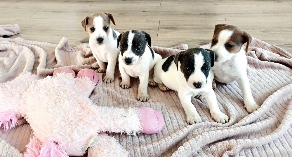 Piesek Jack Russell Terier