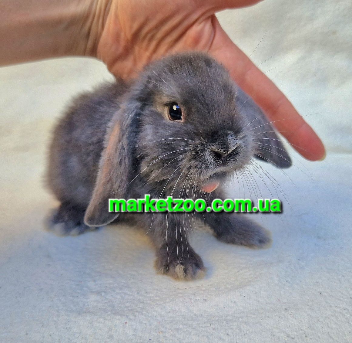 Мини кролик вислоухий баранчик mini lop голубой карликовые кролики