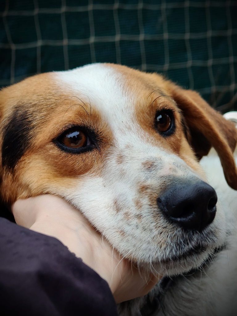 ARCHIE do adopcji