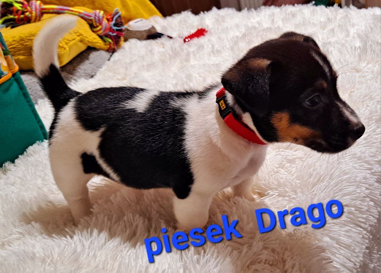 Piękny Drago !!! słodziak krótkowłosy krótkie nózki JackRussellTerrier