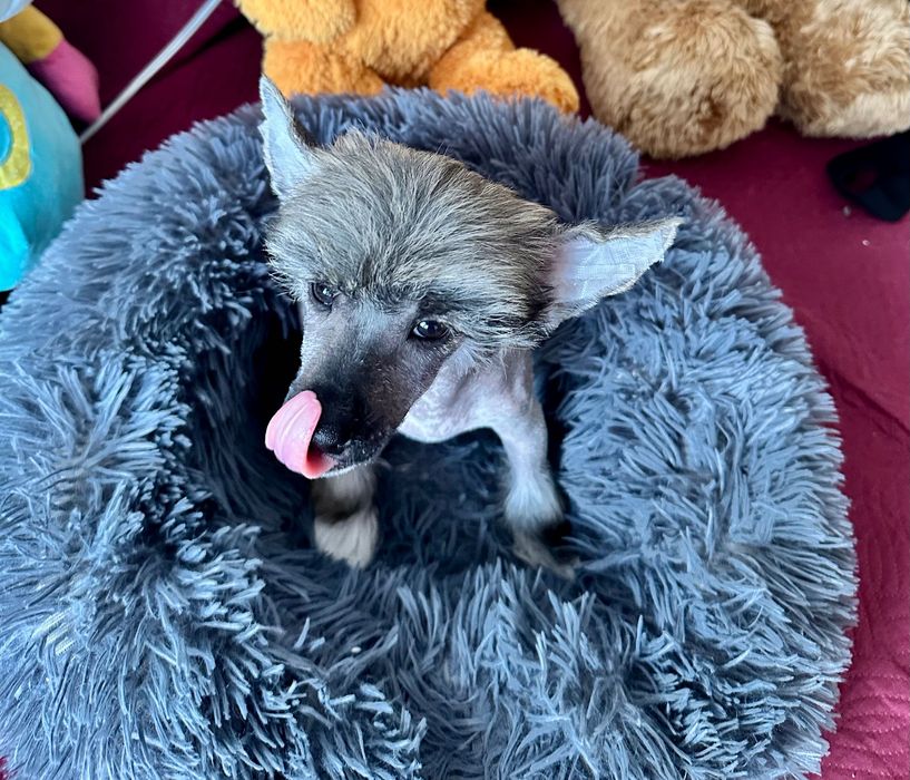 Łysy samiec chiński grzywacz ZKwP FCI