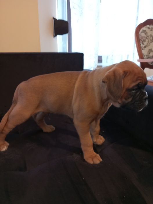 Bokser szczeniak pies