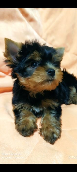 Щенки Йоркширского терьера