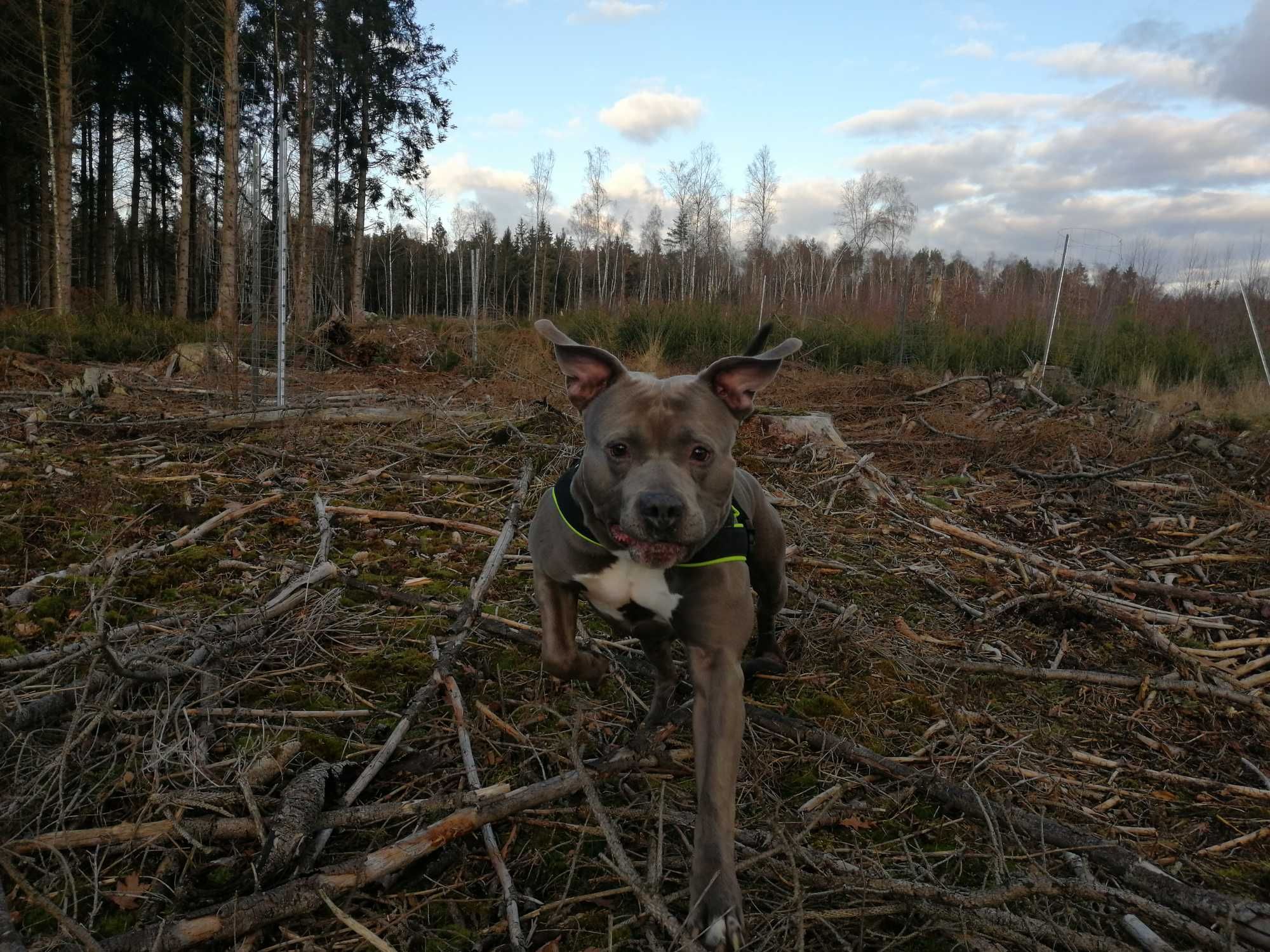 7,5 roczny Amstaff szuka tymczasowego domu