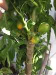 Planta de babaquinho ( vasconcellea monoica )