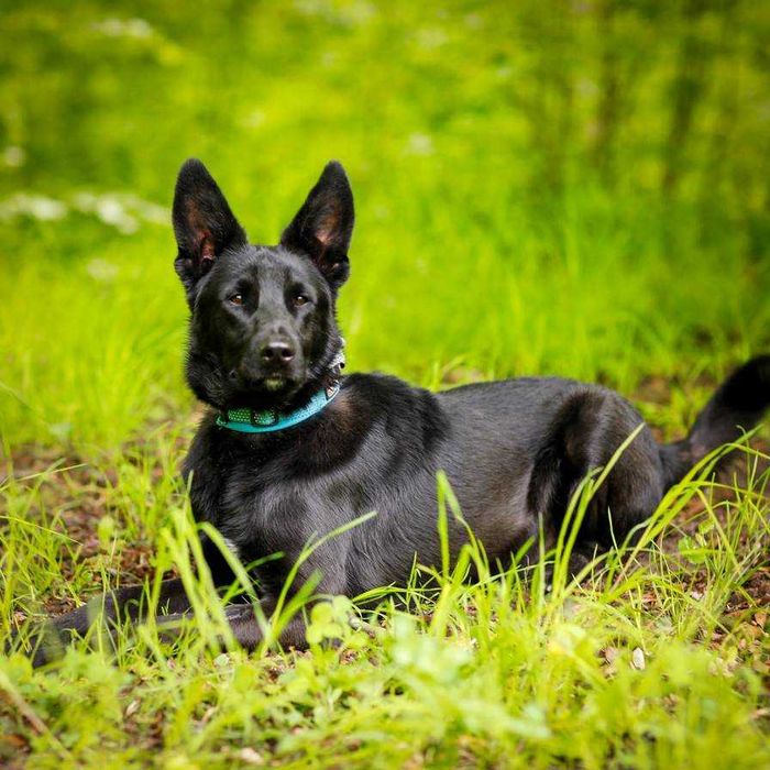 GIMLI - 1,5 roczny, 25kg, łagodny, kochający, lubi koty. {FILMIKI}