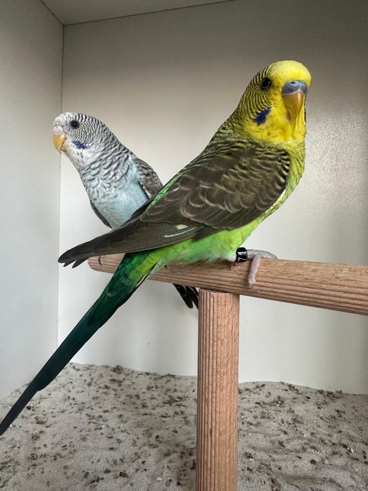 Casal periquitos asa negra