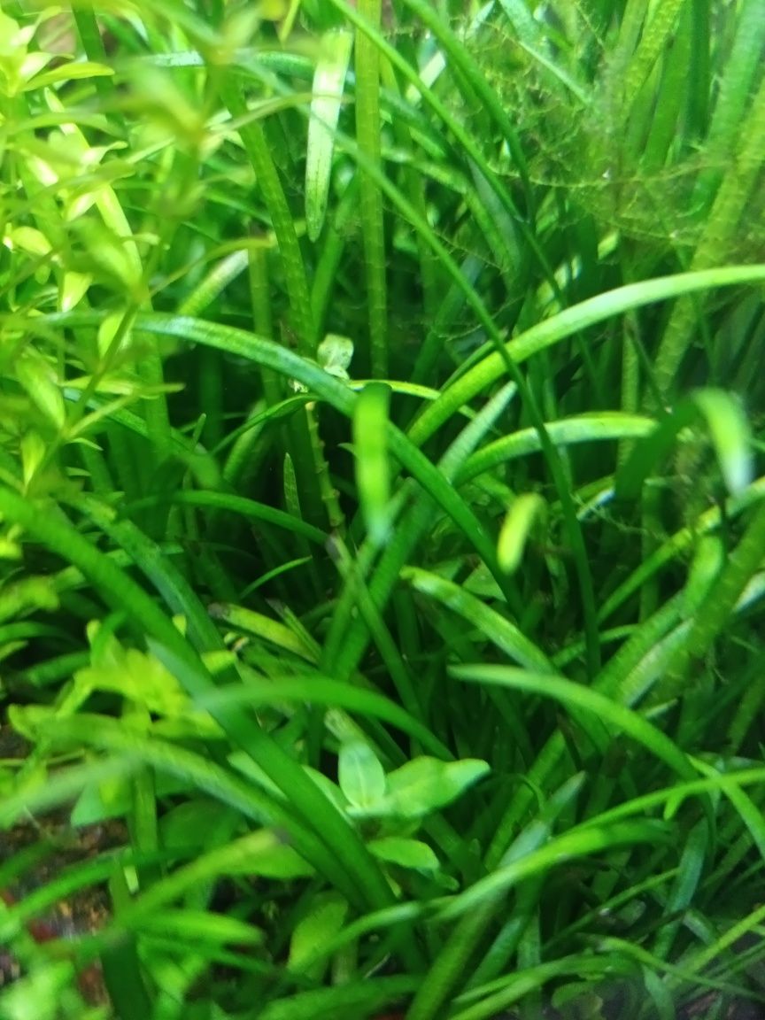 Planta aquario Sagittaria subulata