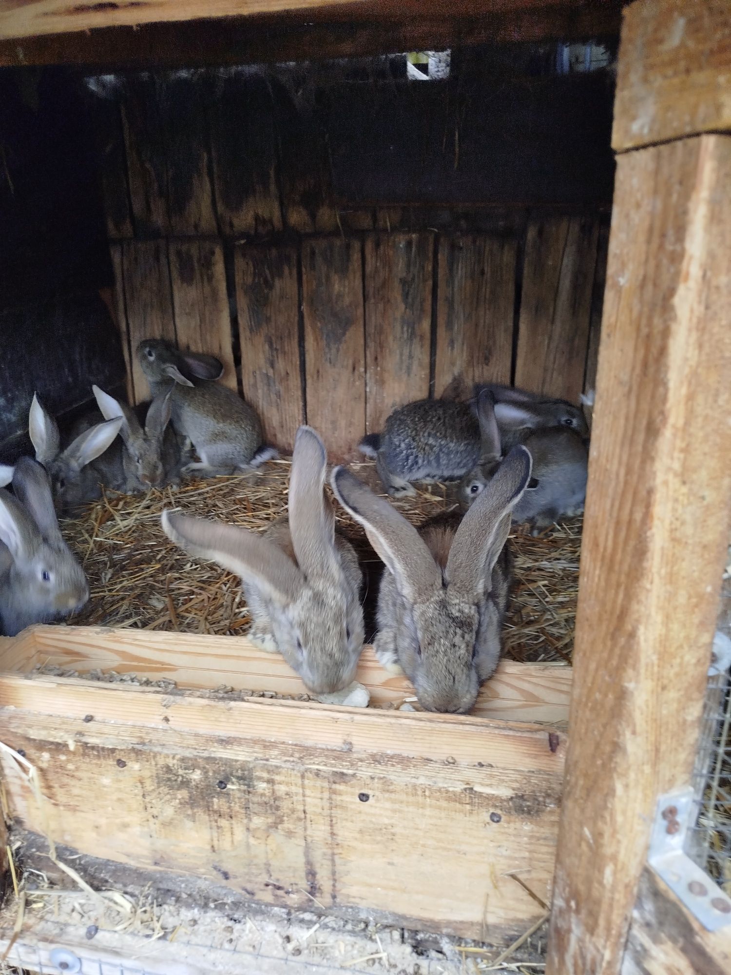 Witam sprzedam króliki Belga olbrzymiego