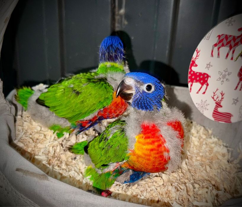 Casal de Loris Arco-Iris para acabar de criar á mão