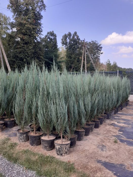 Jałowiec Blue Arrow Jalowce wys. 140-160 cm 35 zł Promocja Sadzimy