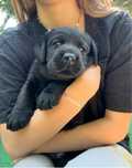 Labrador Retriever szczeniak ZKwP FCI