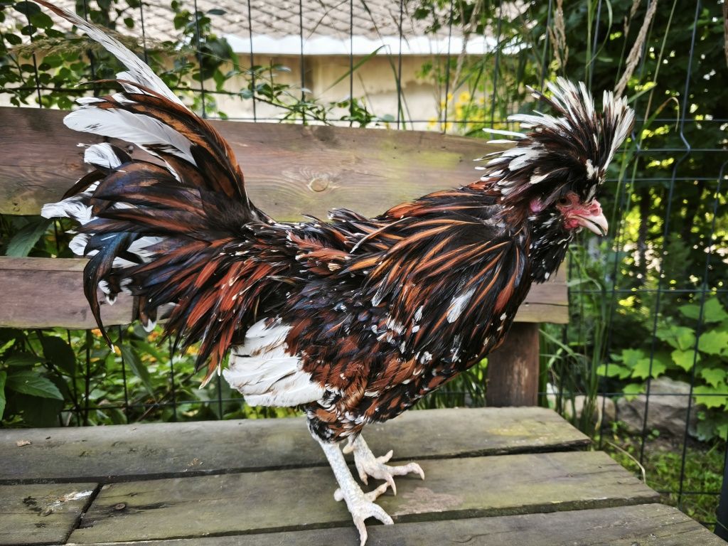 Czubatka trójbarwna kogutki