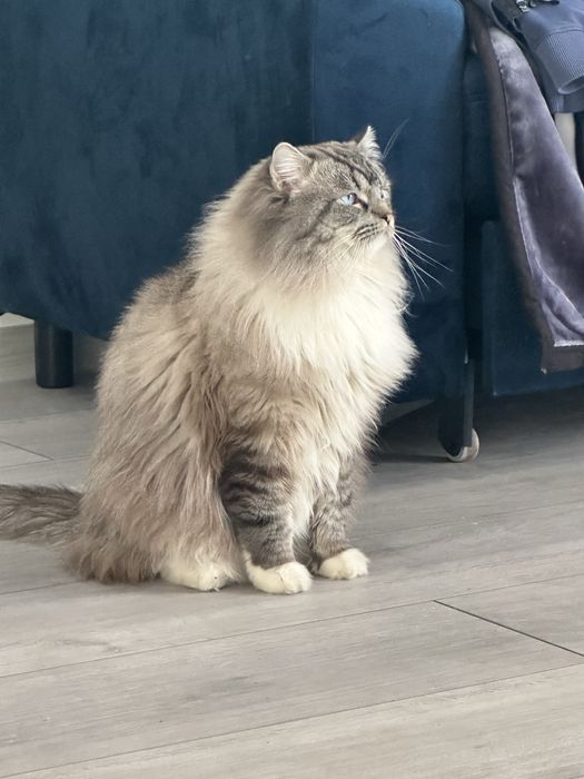 Reproduktor Ragdoll FPL