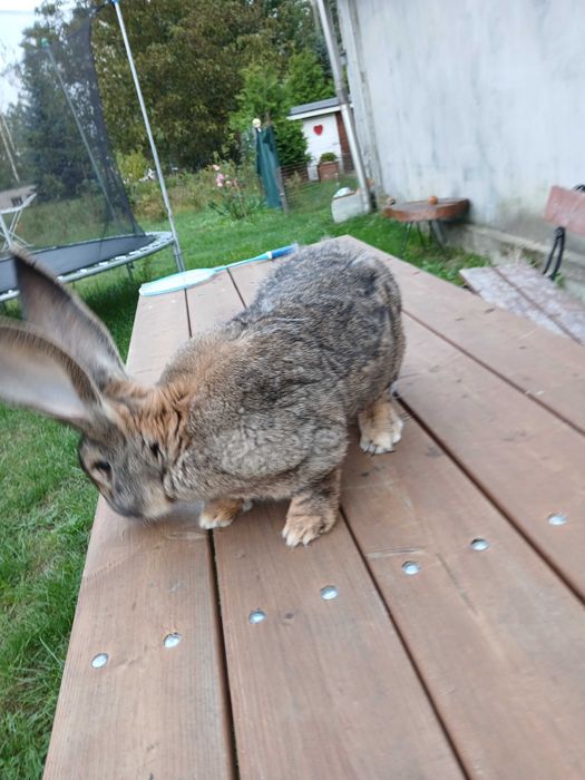 Olbrzym belgijski samiec