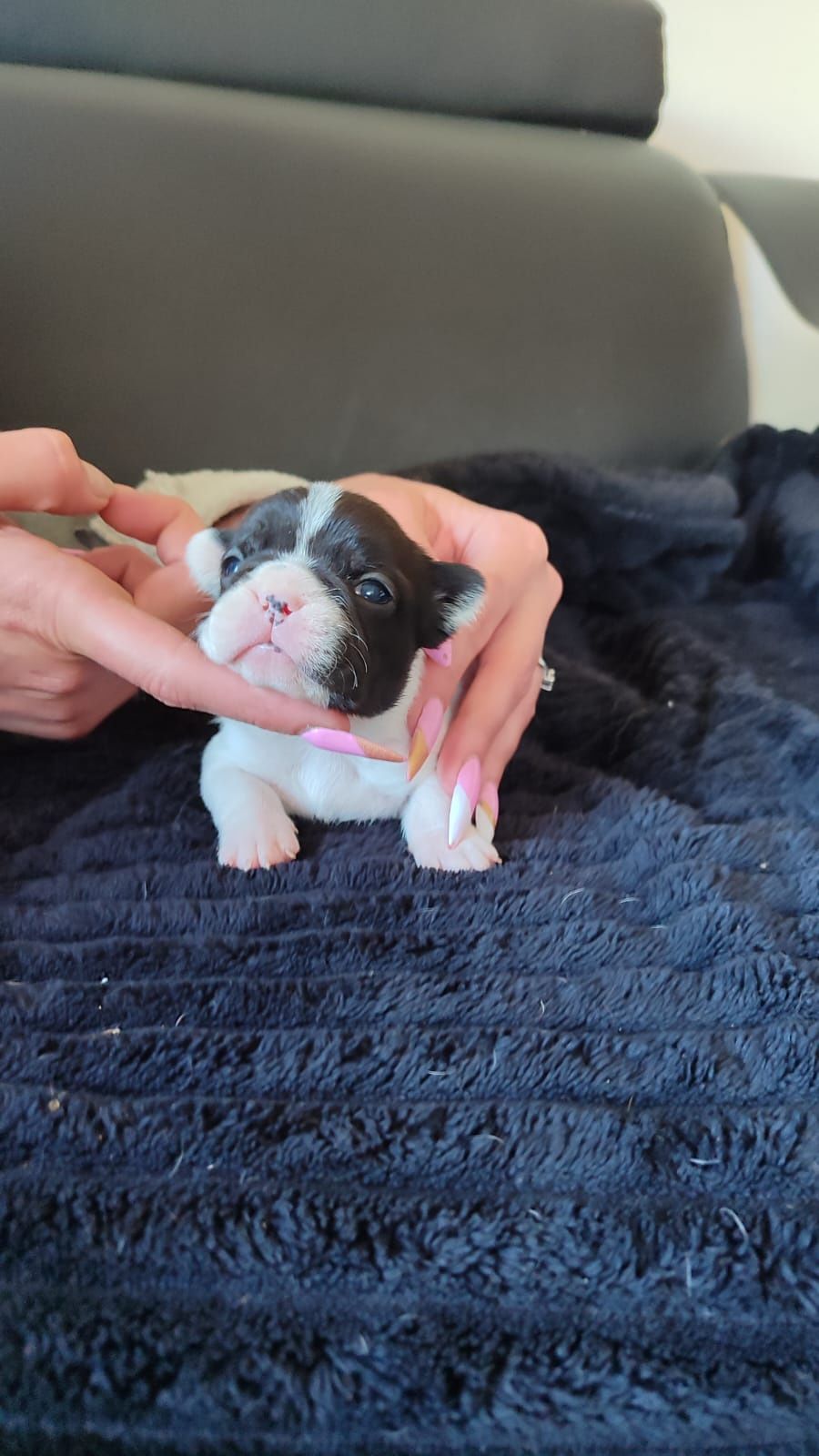 Buldog francuski FCI ZKwP