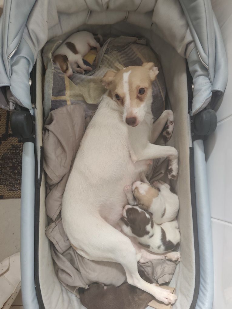 Animais para adoção