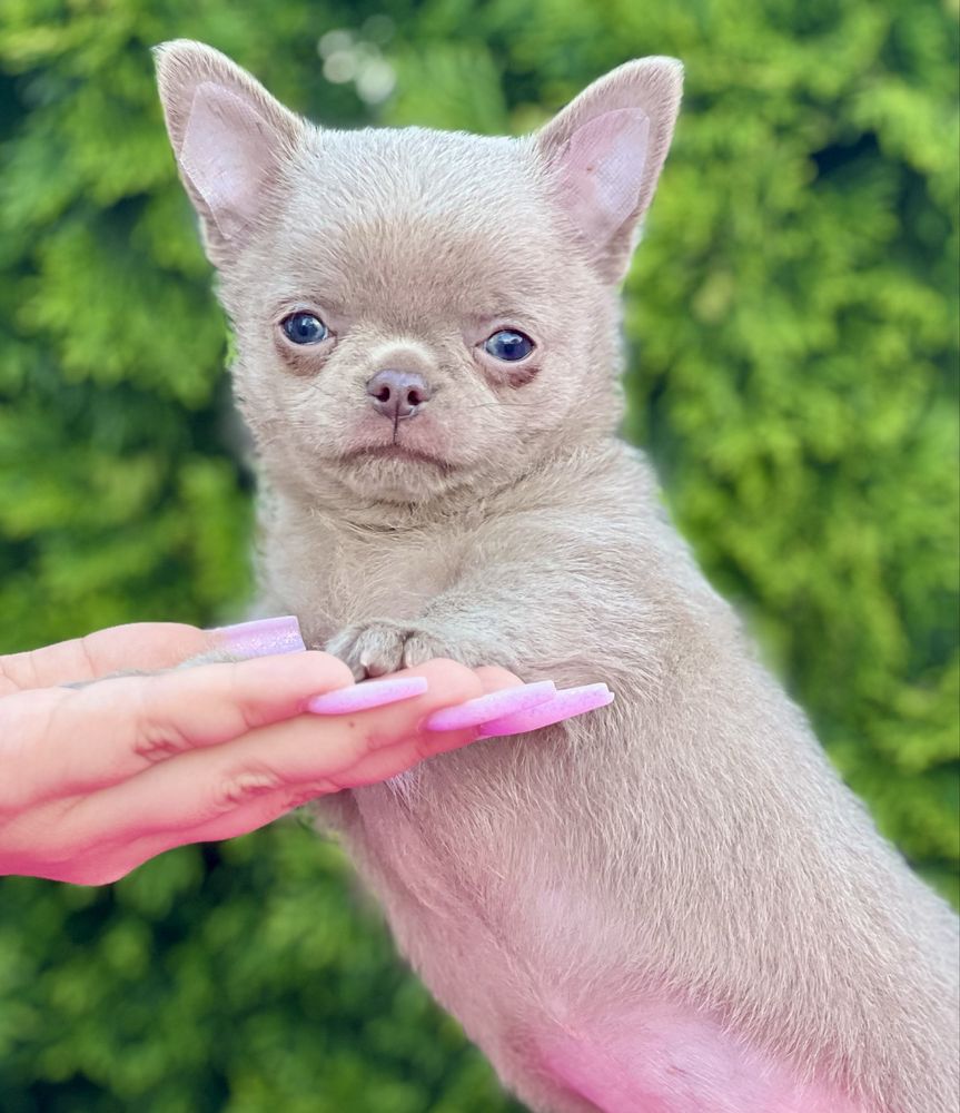 Gotowy do odbioruChihuahua cudowny liliowy chłopczyk