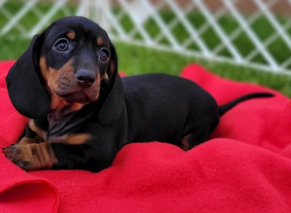 Jamnika Miniaturowy Krótkowłosy Szczeniak