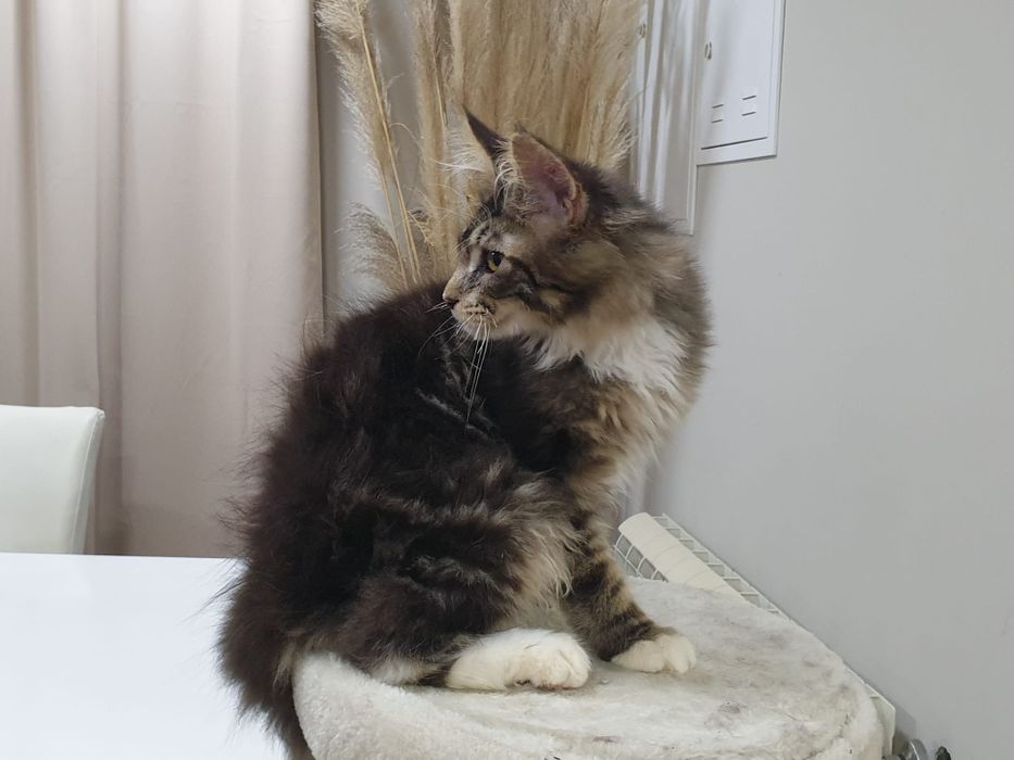 Macho Maine Coon com Lop