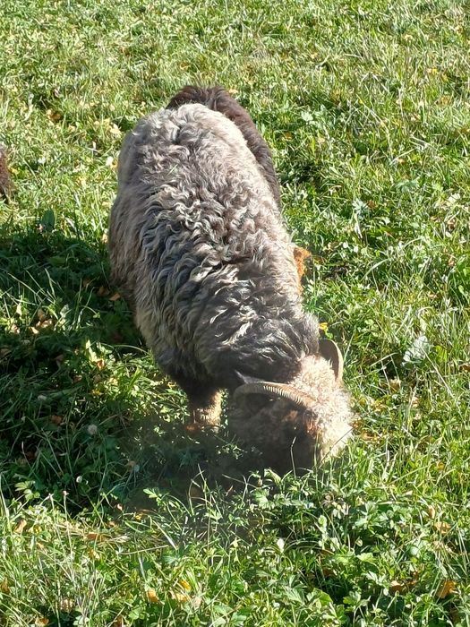 Sprzedam 4 owce i jagnię