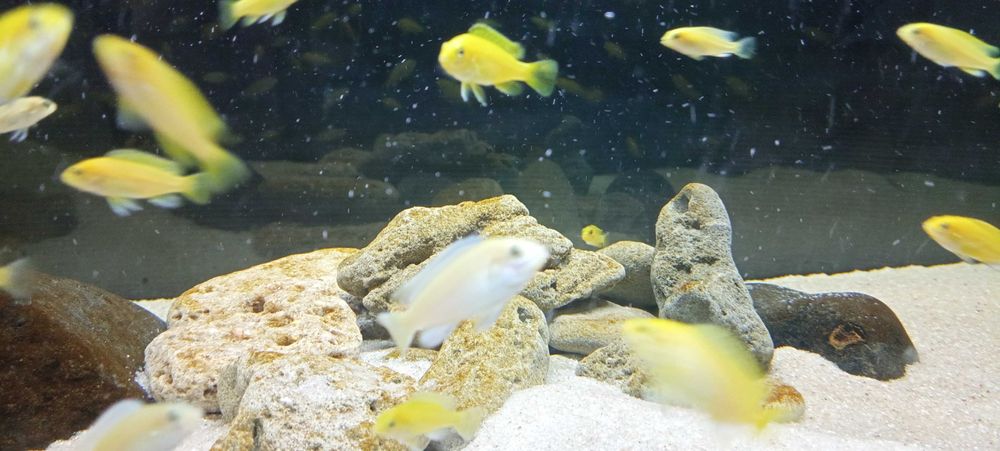 Ciclídeos Africanos Malawi - Labidochromis Caeruleus