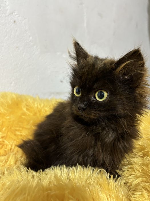 Кошеня в добрі руки