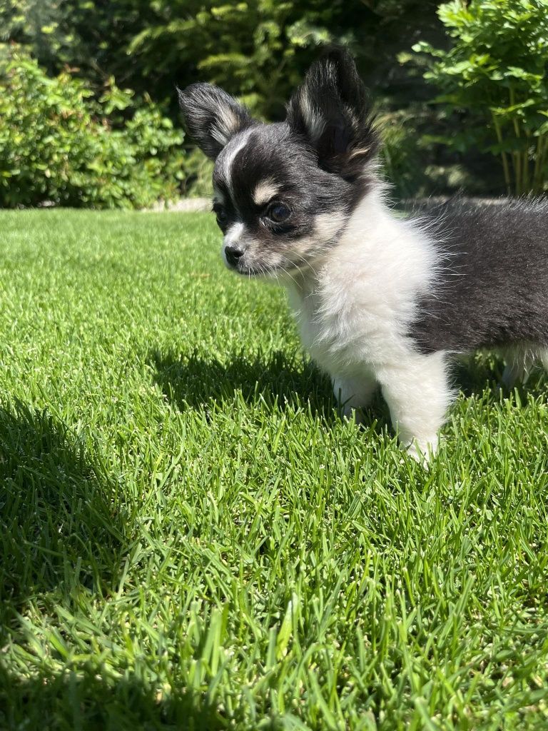 Chihuahua długowłosy ZKwP FCI