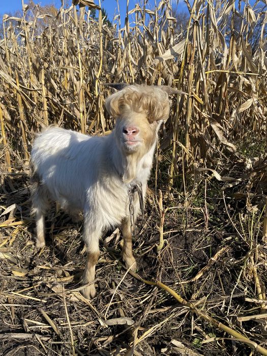 Продам козла на заложку