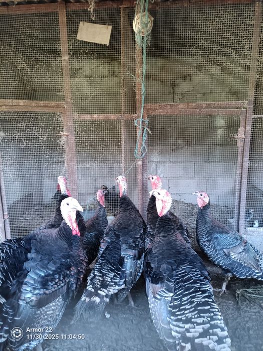 Vende-se Perus Caseiros