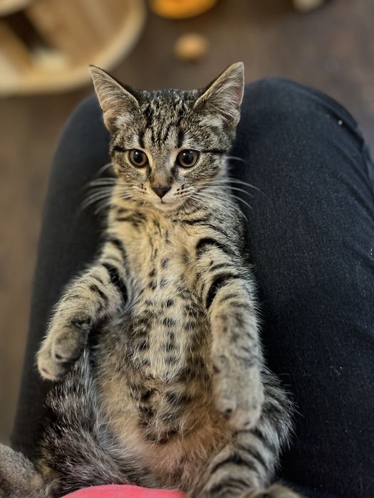 Malutkie kotki szukają domków