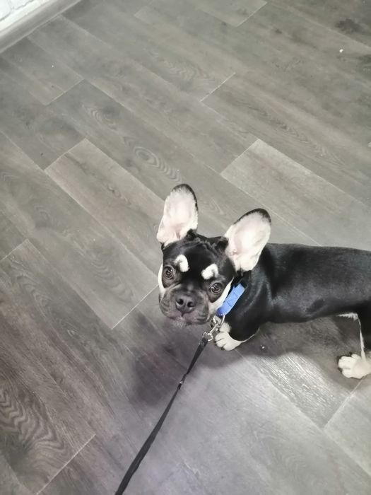 Вязка щенка! Французького бульдога