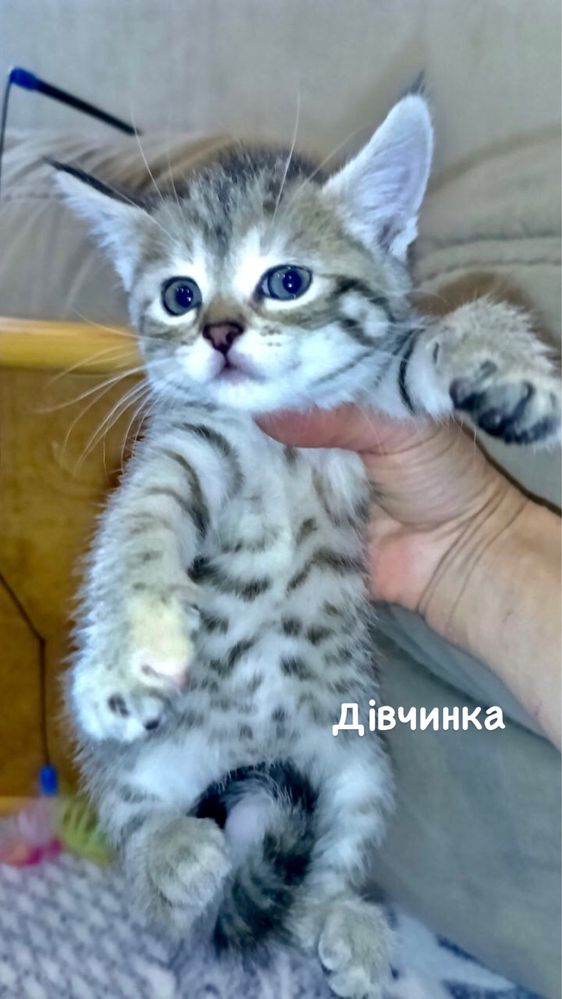 Казкові кошенята ШУКАЮТЬ родини!