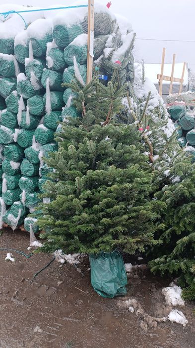 Jodła kaukaska w doniczce od 130-160 cm