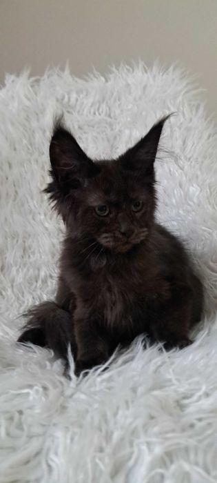 Gotowy do odbioru kocurek Maine Coon