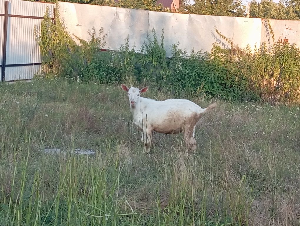 Продаються козлики