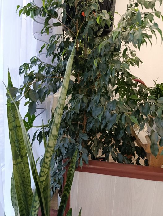 Фікус Бенджаміна.Срочно.