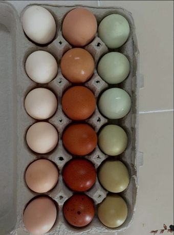 продам інкубаційні яйця