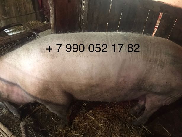Продам 3 мясные свиноматки