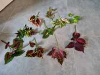Dekoracja Mix koleus